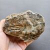 20260503_082320 Fossilized Coral Stone C1232