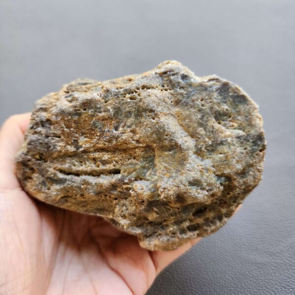 20260503_082320 Fossilized Coral Stone C1232
