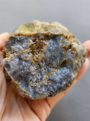 Fossilized Coral Stone C1232