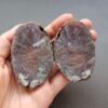 Zhanguo Red Agate Pair Stone (unpolished) ZR045