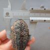 Zhanguo Red Agate Pair Stone (unpolished) ZR045