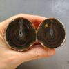 Zhanguo Red Agate Pair Stone (unpolished) ZR038