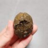 Zhanguo Red Agate Pair Stone (unpolished) ZR046