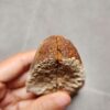 Zhanguo Red Agate Pair Stone (unpolished) ZR025