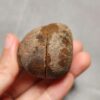 Zhanguo Red Agate Pair Stone (unpolished) ZR053