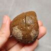Zhanguo Red Agate Pair Stone (unpolished) ZR053