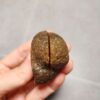 20260623_202246 Zhanguo Red Agate Stone (unpolished) ZR051