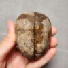 20260623_203243 Zhanguo Red Agate Pair Stone (unpolished) ZR035