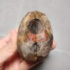 20260623_203253 Zhanguo Red Agate Pair Stone (unpolished) ZR035