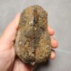 Zhanguo Red Agate Pair Stone (unpolished) ZR036