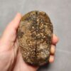 Zhanguo Red Agate Pair Stone (unpolished) ZR036
