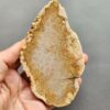 Fossilized Coral Slab C1264 (unpolished)