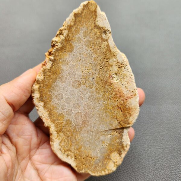 Fossilized Coral Slab C1264 (unpolished)