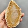 Fossilized Coral Slab C1264 (unpolished)