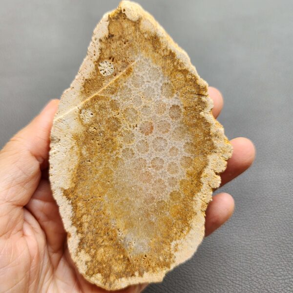 Fossilized Coral Slab C1264 (unpolished)