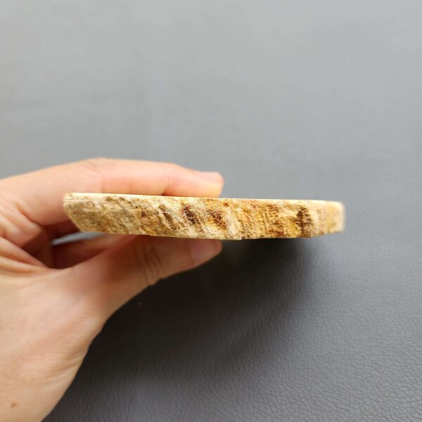 Fossilized Coral Slab C1264 (unpolished)