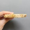 Fossilized Coral Slab C1264 (unpolished)