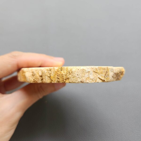 Fossilized Coral Slab C1264 (unpolished)