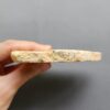 Fossilized Coral Slab C1264 (unpolished)