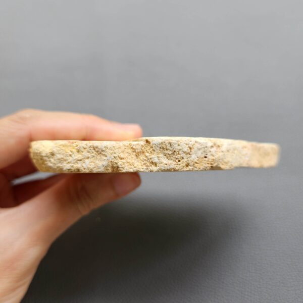 Fossilized Coral Slab C1264 (unpolished)