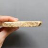 Fossilized Coral Slab C1264 (unpolished)