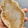 Fossilized Coral Slab C1264 (unpolished)