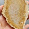Fossilized Coral Slab C1264 (unpolished)