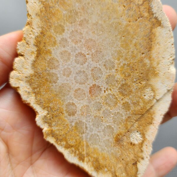 Fossilized Coral Slab C1264 (unpolished)