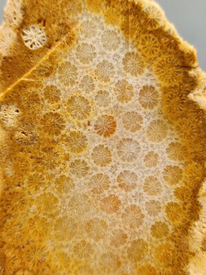 Fossilized Coral Slab C1264 (unpolished)