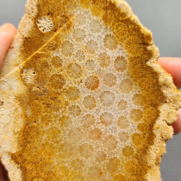 Fossilized Coral Slab C1264 (unpolished)