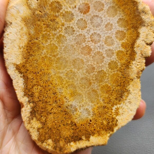 Fossilized Coral Slab C1264 (unpolished)