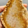 Fossilized Coral Slab C1264 (unpolished)
