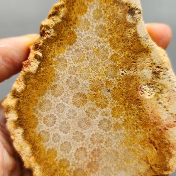 Fossilized Coral Slab C1264 (unpolished)