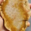 Fossilized Coral Slab C1264 (unpolished)