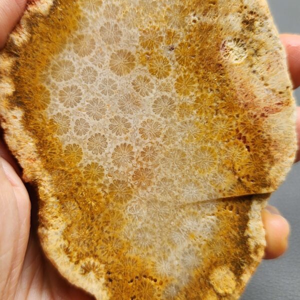 Fossilized Coral Slab C1264 (unpolished)