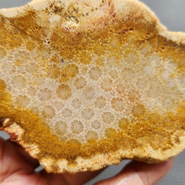 Fossilized Coral Slab C1264 (unpolished)