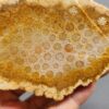 Fossilized Coral Slab C1264 (unpolished)