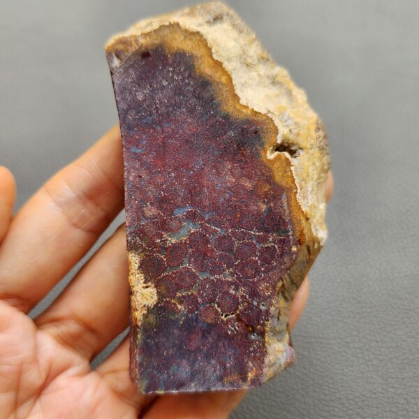 Fossilized Coral Slab C1258 (unpolished)