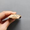 Fossilized Coral Slab C1258 (unpolished)
