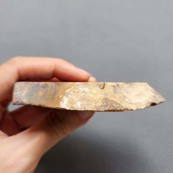 Fossilized Coral Slab C1258 (unpolished)