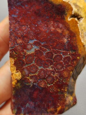 20260628_115915 Fossilized Coral Slab C1258 (unpolished)
