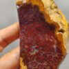 Fossilized Coral Slab C1258 (unpolished)