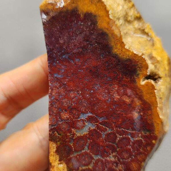 Fossilized Coral Slab C1258 (unpolished)