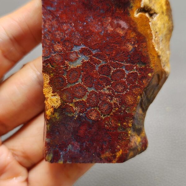 Fossilized Coral Slab C1258 (unpolished)