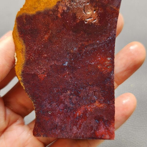 Fossilized Coral Slab C1258 (unpolished)