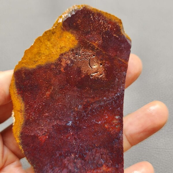 Fossilized Coral Slab C1258 (unpolished)
