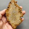 Fossilized Coral Slab C1259 (unpolished)