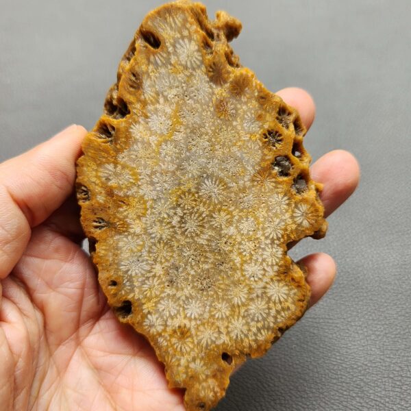 Fossilized Coral Slab C1259 (unpolished)
