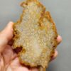 Fossilized Coral Slab C1259 (unpolished)