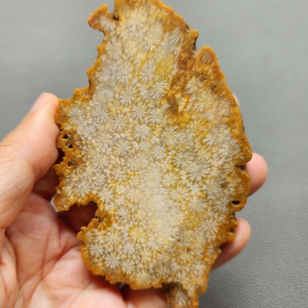 Fossilized Coral Slab C1259 (unpolished)